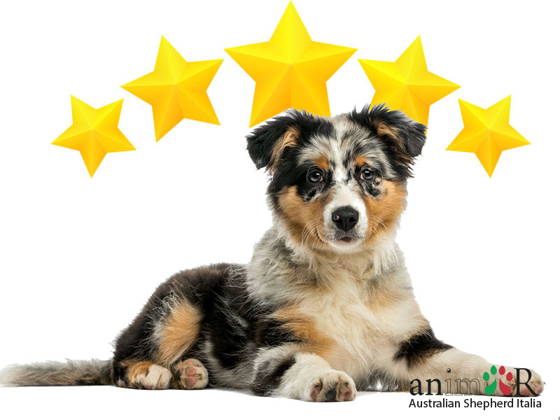 5 stelle